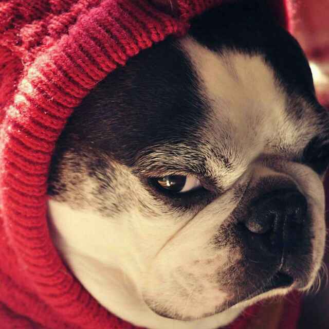 fgg